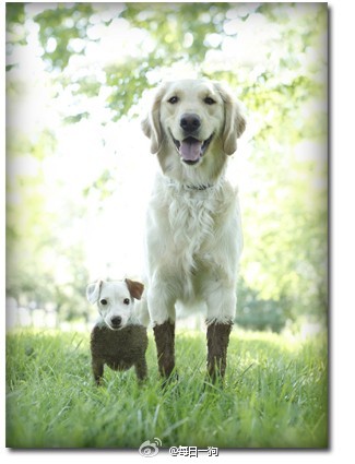 小伙伴一起过泥潭。。。但、、小短腿悲剧了