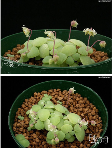 一种特别的青锁龙属植物-银富鳞 Crassula nemorosa，是青索龙的稀有品种，肥嘟嘟的叶子很可爱。