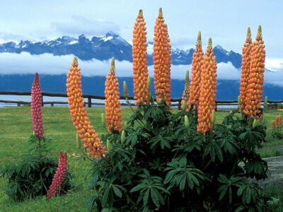 南美的植物都这么美，巨大的植物和巨大的山脉交相辉映