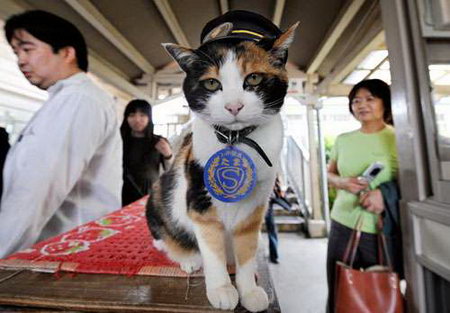 塔玛并不是一只普通的小猫，它是日本和歌山市贵志火车站的站长