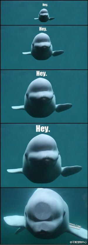 Cr. 之前已经收藏过一次了。。。不过这只萌物真的。。。萌死了！！！❤