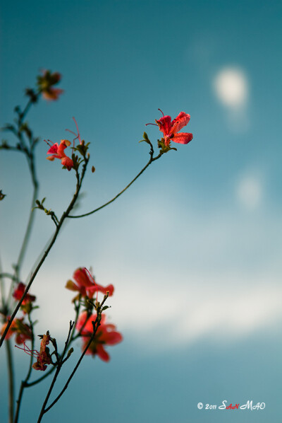 老君山的花