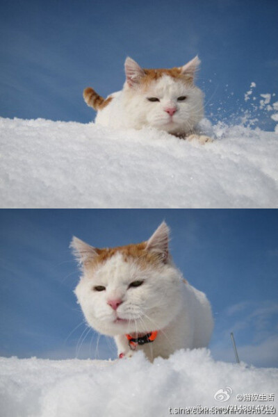 猫叔，嫩趴在雪地里不冷的吗？