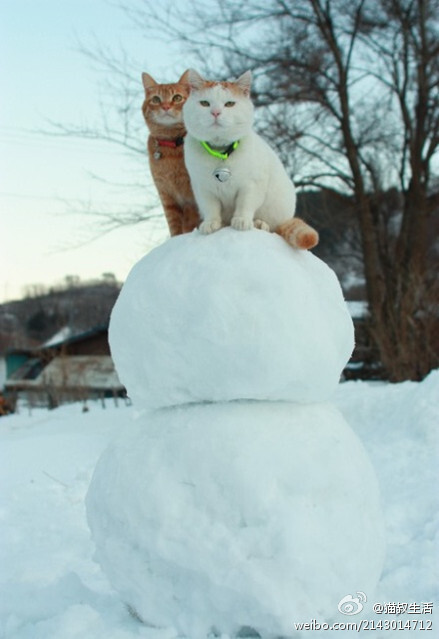 猫叔，和茶仔站在雪人身上好玩吗？