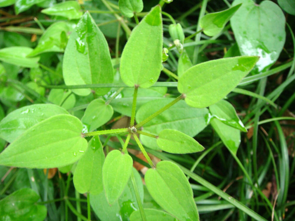 茜草，叶轮生，很有意思。