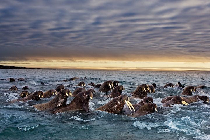 国家地理频道推出耗时三年拍摄的七集地理纪录片《大迁徙》（Great Migrations），其中，我们将跟随成千上万的动物进行迁徙之旅。从陆地到天空，从树林到水中，大迁徙用多种角度的拍摄方式，给我们讲述极具震撼的动物故事。