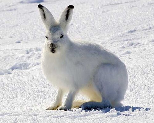 北极野兔和貂一样冬夏皮毛颜色不同，它们最具特色的是强壮的长爪子，可以像袋鼠一样靠后腿力量跳跃。