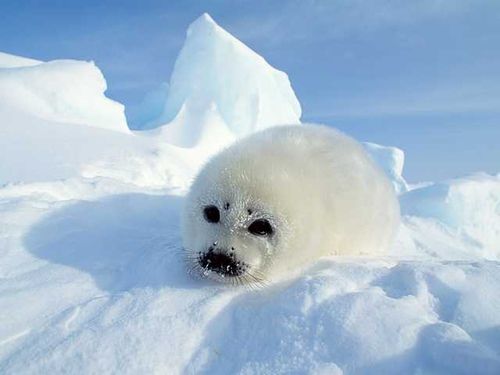格陵兰海豹，感觉好假，因为实在太可爱了。
