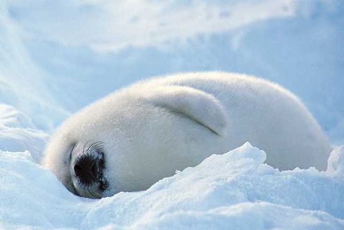 格陵兰海豹，感觉好假，因为实在太可爱了。