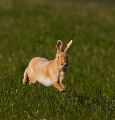 爱尔兰拉斯林岛，45岁的摄影师汤姆·麦克唐纳拍摄到稀有的爱尔兰金色野兔。据悉，仅有两只爱尔兰金色野兔生活在拉斯林岛上，而地球其他地方没有这种动物存在的记录。爱尔兰金色野兔长有一双蓝色的眼睛，美丽浓密的金…