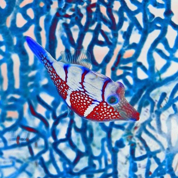 鞍背长鼻鱼印度尼西亚苏拉威西岛北部的布纳肯海洋公园是世界著名的潜水胜地，那里海洋物种极为丰富，美丽的珊瑚礁群、怪异的小丑鱼、各种各样的海洋生物构成一个绚丽多彩的海底世界。这种看起来像是X光照片的图像让人们见识了一种更加独特的海洋美景。图为一种鞍背长鼻鱼。