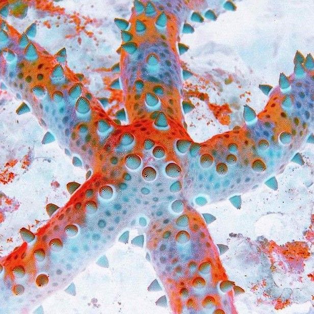 海星英国女摄影师维多莉亚·阿玛蒂近日潜入到水面之下30多米深的海底，拍摄了一组组精彩的海底奇观。不过，阿玛蒂利用电脑软件对这些精彩的原始图片进行了处理，制成阴图效果。
