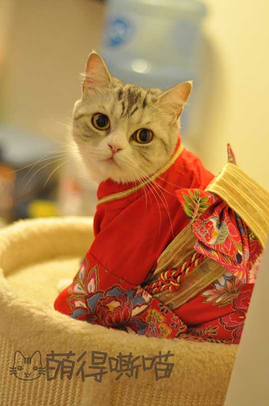 穿和服的猫咪好可爱，她叫momo~