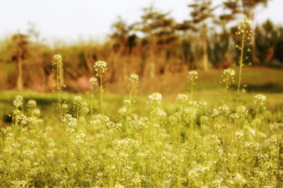 繁花烂漫时~