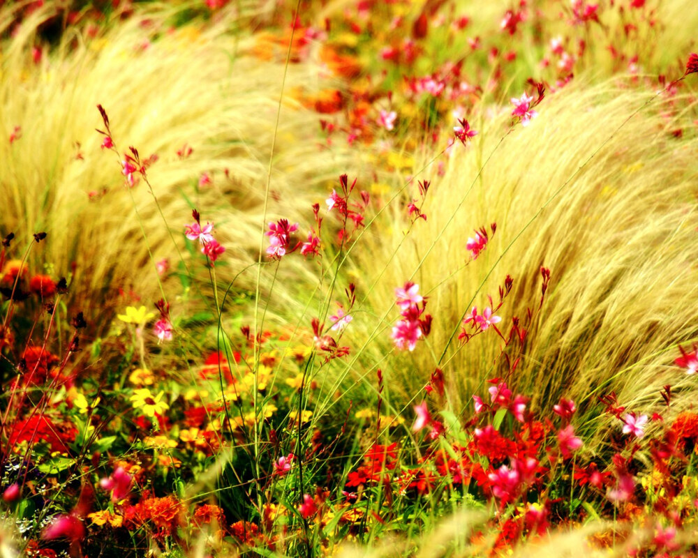 繁花烂漫时~