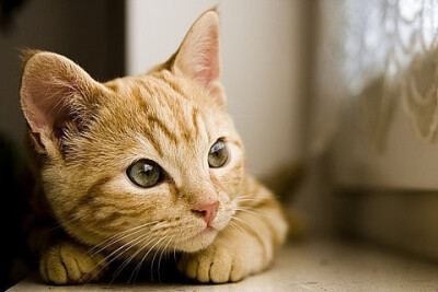 思考者表情包 - 高清图片,堆糖,美图壁纸兴趣社区