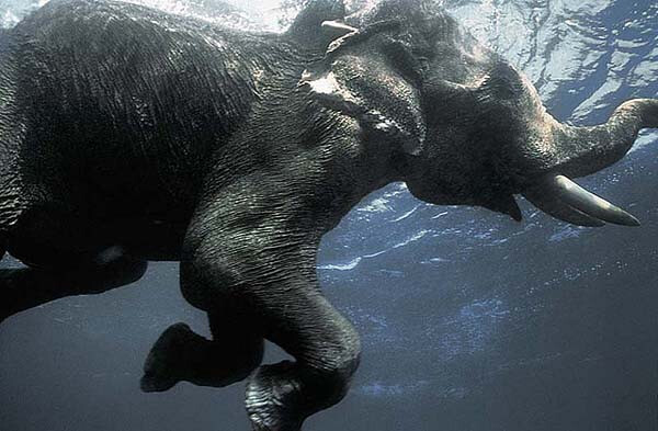 一组很有趣的水下摄影作品.很少看到大象在水底里这么自娱自乐的样子.