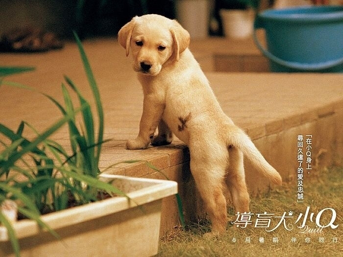 导盲犬小Q Quill (2004)再见了，可鲁导演：崔洋一 主演：户田惠子 香川照之 椎名桔平 ... 小Q是一只拉布拉多犬，身上流着优秀的导盲犬血统。相对其他的兄弟姊妺，小Q确是与别不同，他身上有个特别的胎记——像小鸟展翅的记号，因此他的养父母给他改名为小Q(即鸟的羽翼的意思)。小Q不久就被挑选成导盲犬，正式展开犬只训练中心的艰辛生活。在陌...