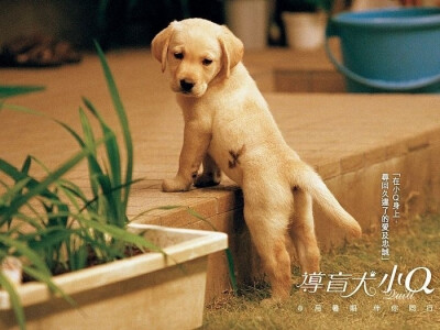 导盲犬小Q Quill (2004)再见了，可鲁导演：崔洋一 主演：户田惠子 香川照之 椎名桔平 ... 小Q是一只拉布拉多犬，身上流着优秀的导盲犬血统。相对其他的兄弟姊妺，小Q确是与别不同，他身上有个特别的胎记—…
