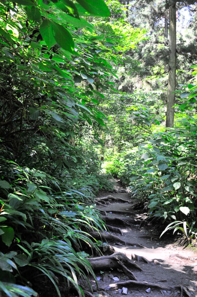  日本。高尾山。树根当成了阶梯。