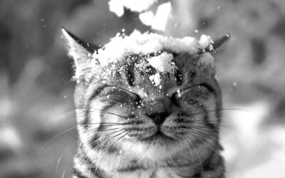 snow cat