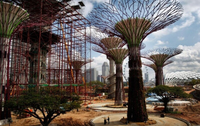 当地时间2011年6月29日，新加坡，站在太阳能超级树(Solar Supertrees)下的人显得十分矮小。这些超级树是能源收集装置、垂直花园和人工树的结合体。它们是新加坡植物保护区“南湾”(Bay South)的点睛之笔。