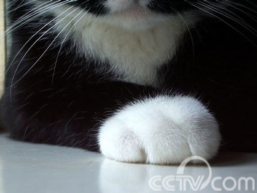 猫爪。