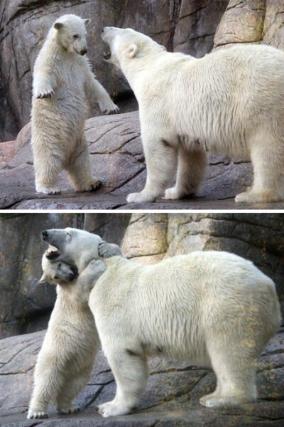 太有爱了~北极熊好可爱！【妈妈，别生气啦！】丹麦奥尔堡动物园一只北极熊妈妈因为孩子淘气而“严加训斥”，但没想到熊宝宝竟然展开温情攻势——它扑上前搂住妈妈的脖子拥抱，仿佛在说“妈妈别生气了”。工作人员称…