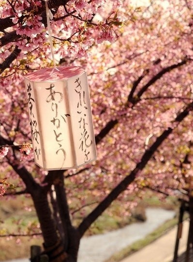 「きれいな花をありがとう。」