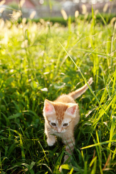 【街角的小王子】猫咪