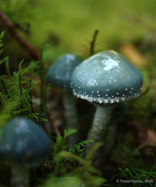 神奇的蘑菇