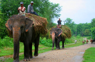 奇旺的大象，尼泊尔奇特旺国家动物园