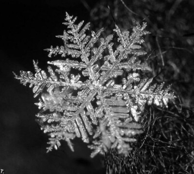  这样的雪花，真是美。