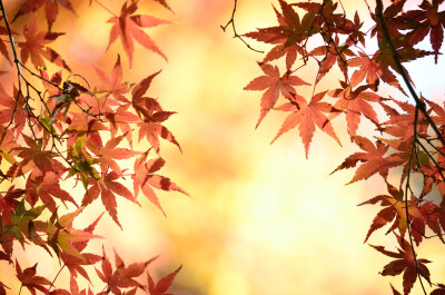 ~Red and gold~ Japanese maple (Acer palmatum) in Rikugien Gardenphoto by guimo648 via flickrD5100 + AF-S DX NIKKOR 55-300mm f/4.5-5.6G ED VR