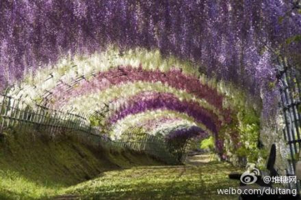 花海在头顶！！