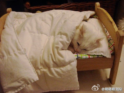 大冬天里看着喵喵睡觉，好暖和呀
