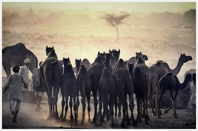  印度。赶着骆驼的人们。