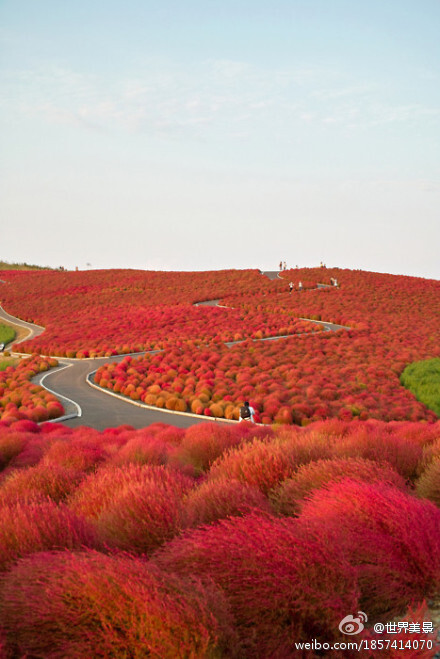 日本Kochia Hill，美得太像画！