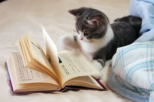 看书的猫