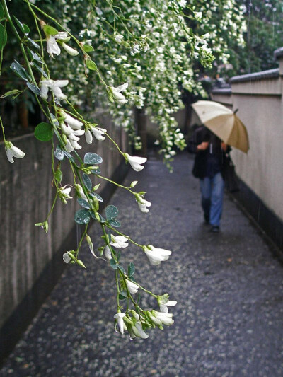 下着雨的小道