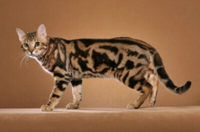 bengalcat