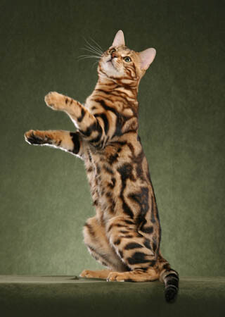 bengalcat