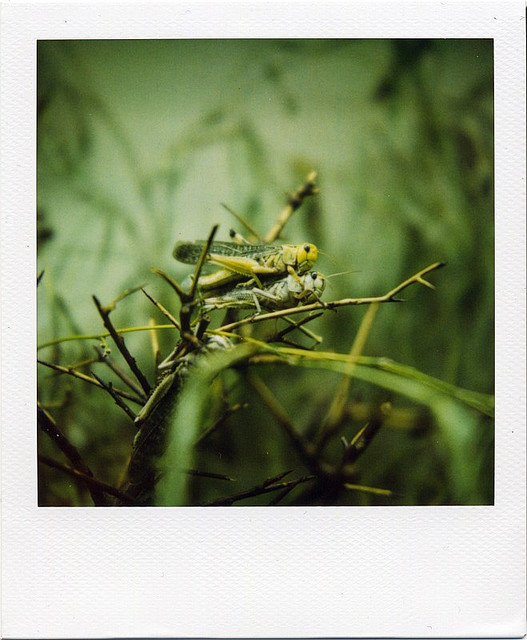 Shrek is getting marriedHeuschrecken / LocustsZoo Basel, 10. Jan. 2099Polaroid 680, 600 filmEpson Perfection1640