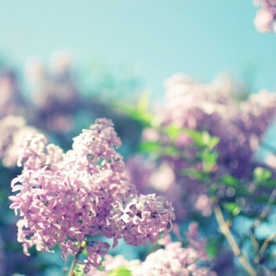 By HoneyTree（LupenGrainne）-题目：Spring Lilacs