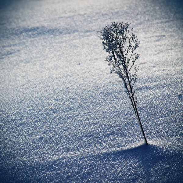 【Wintertime】Pavel Tereshkovet。冬之荒。