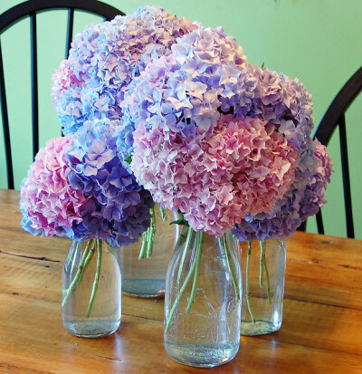 Hydrangeas in milk bottles