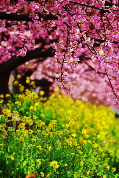 油菜花田