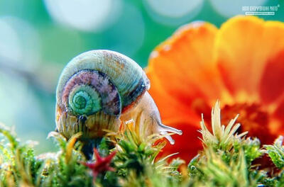 彩色的蜗牛...彩色滴蜗牛...