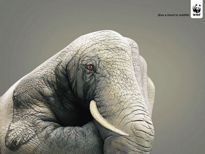 Give a hand to wildlife 彩绘大象篇 - WWF动物保护公益