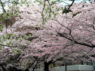 日本国花——樱花